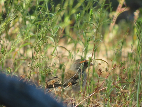iNaturalist observation photo of Dark-eyed Junco