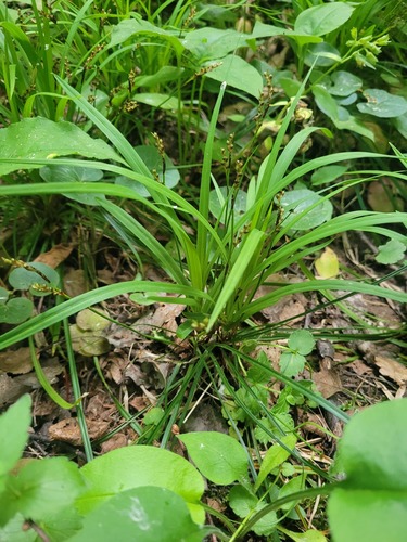 Carex digitata, photograph 2