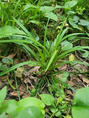Carex digitata, photograph (c) Dmitriy Bochkov, some rights reserved (CC BY)