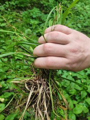 Carex digitata, photograph (c) Dmitriy Bochkov, some rights reserved (CC BY)