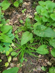 Carex digitata, photograph (c) Dmitriy Bochkov, some rights reserved (CC BY)