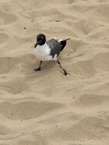 Laughing Gull observed by stevegustafson