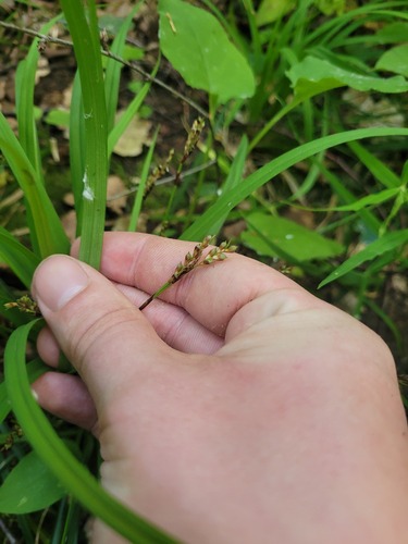 Carex digitata, photograph 6