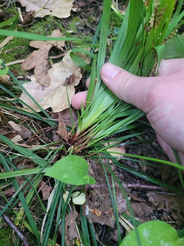 Carex digitata, photograph 5