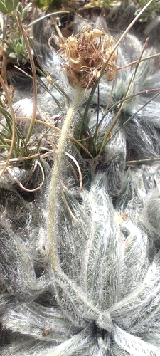 Plantago nivalis, photograph 3