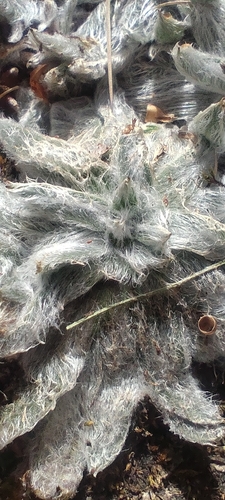 Plantago nivalis, photograph 5