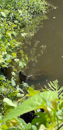 Common Snapping Turtle observed by acrosstheriver