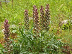 Acanthus syriacus