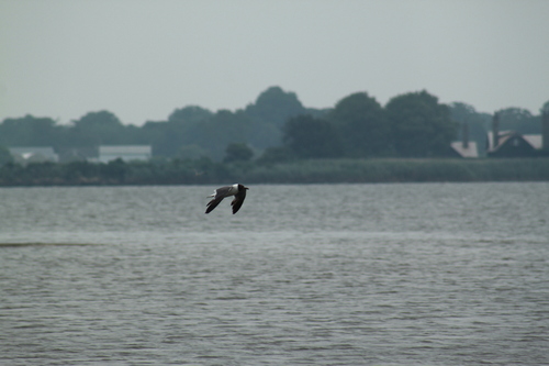 Laughing Gull observed by cinco02000