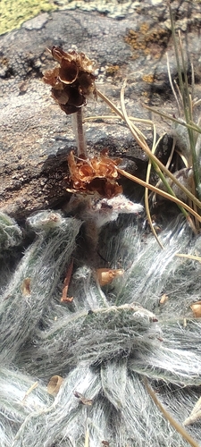 Plantago nivalis, photograph 6