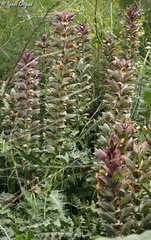 Acanthus syriacus