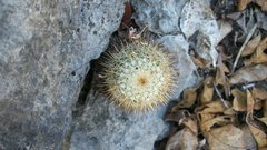 Mammillaria columbiana yucatanensis