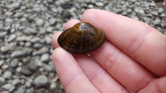 Truncilla donaciformis