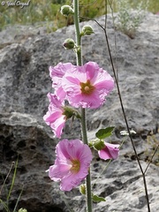 Alcea setosa