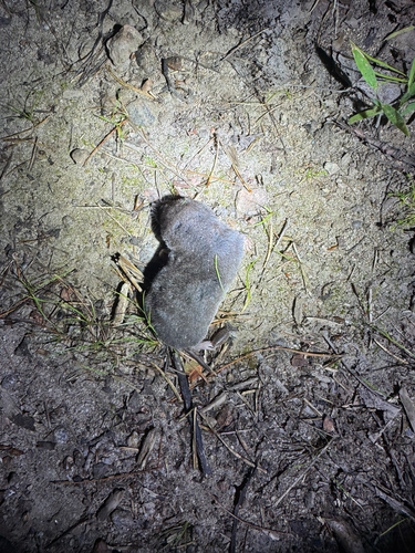 Northern Short-tailed Shrew observed by conor_macneil