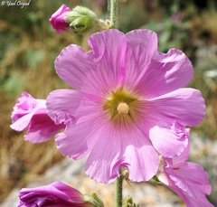 Alcea setosa
