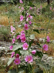 Alcea setosa