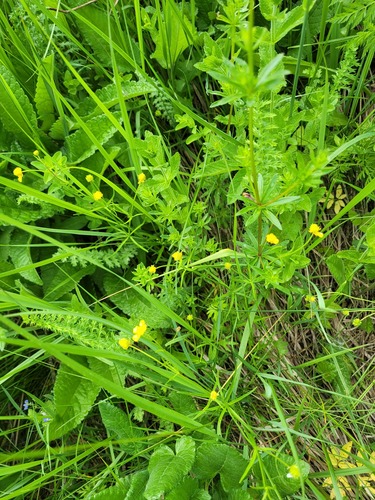 Ranunculus auricomus, photograph 2