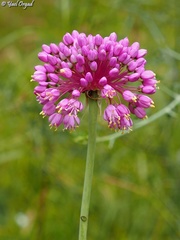 Allium carmeli