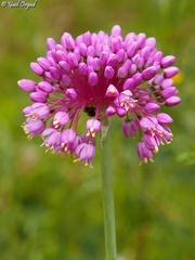 Allium carmeli