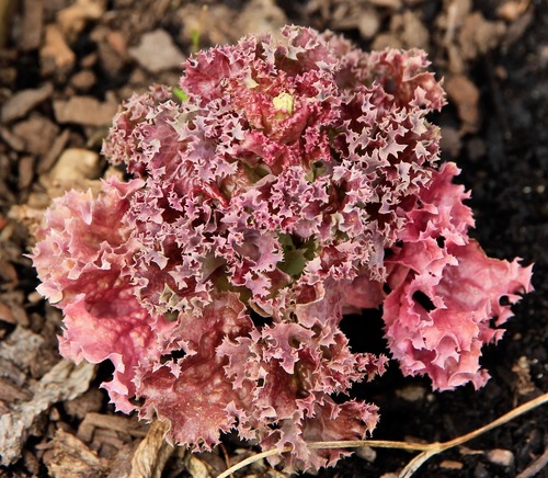 Lactuca sativa