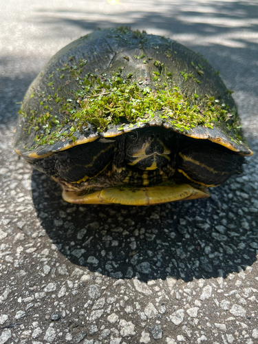 Pond Slider observed by mossybug
