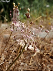 Allium daninianum