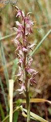 Anacamptis sancta