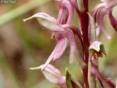 Anacamptis sancta