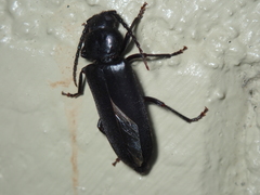Asemum nitidum