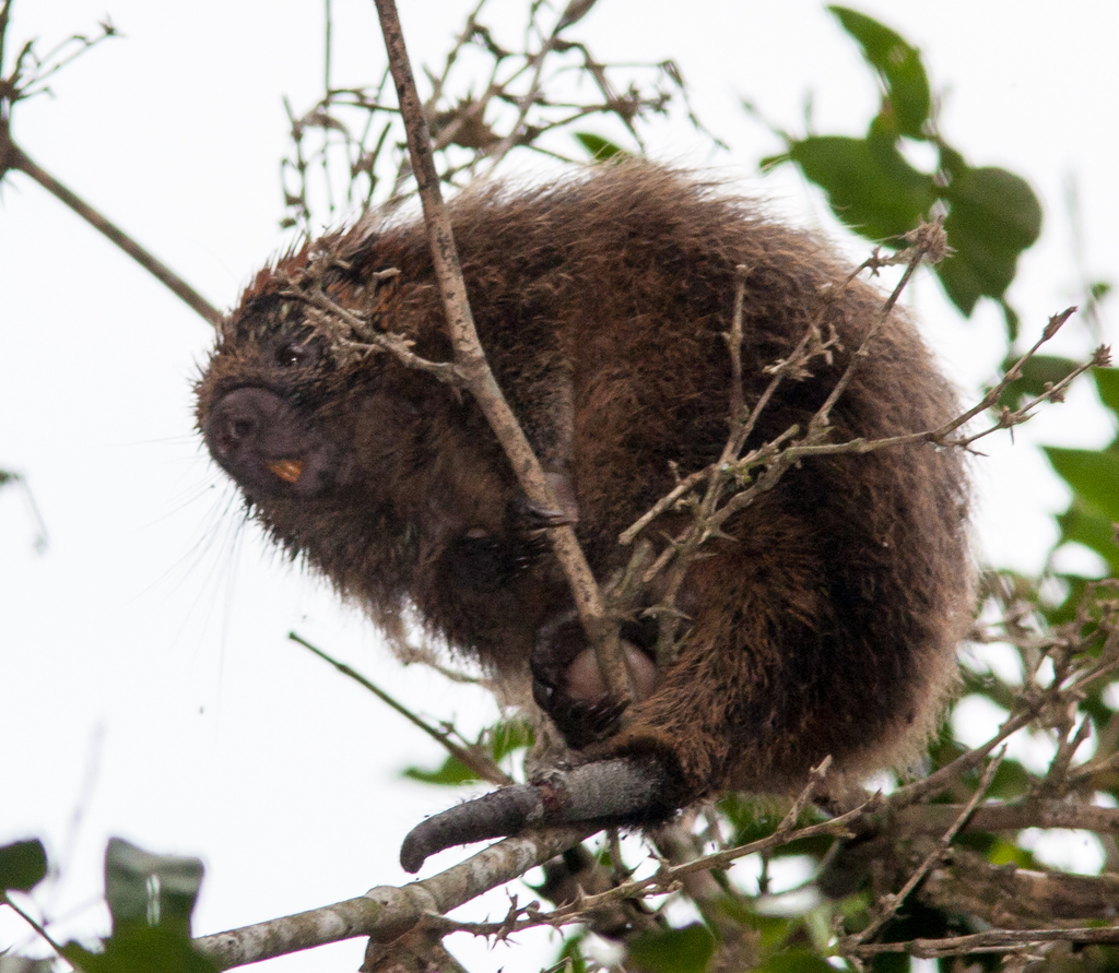 Paraguaian Hairy Dwarf Porcupine