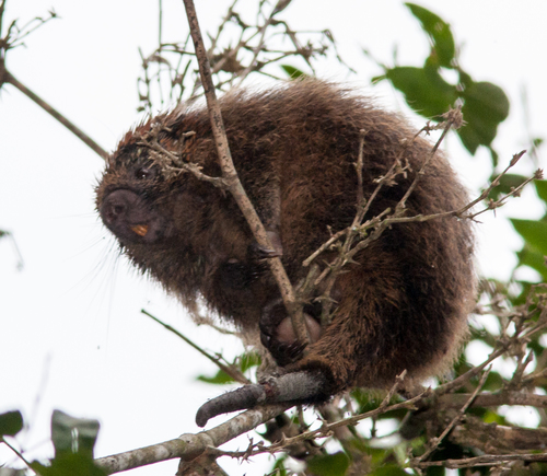 Paraguaian Hairy Dwarf Porcupine