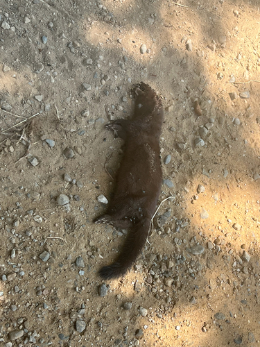 American Mink observed by mandusmaximus