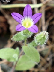 Campanula hierosolymitana
