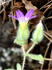 Campanula hierosolymitana