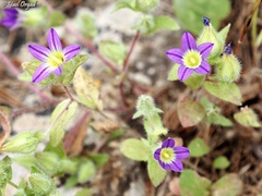 Campanula hierosolymitana