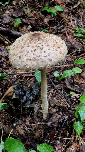 Parasol Mushroom — Macrolepiota procera