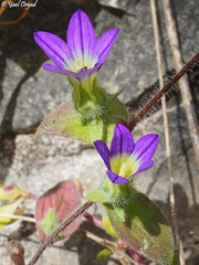 Campanula hierosolymitana