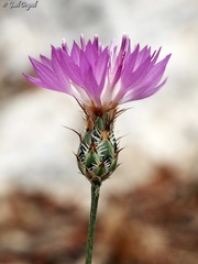 Centaurea crocodylium