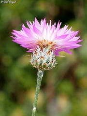 Centaurea crocodylium