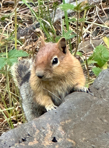 Common Golden-mantled Ground Squirrel observed by ssegelke