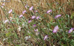 Centaurea crocodylium