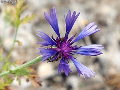 Centaurea cyanoides