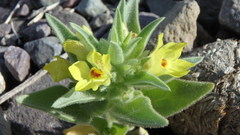 Mohavea breviflora