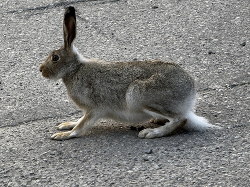 White-tailed Jackrabbit observed by jenny_feick