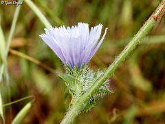 Cichorium endivia