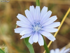 Cichorium endivia