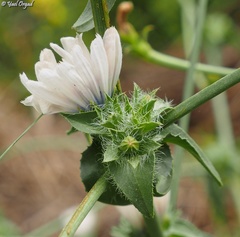 Cichorium endivia