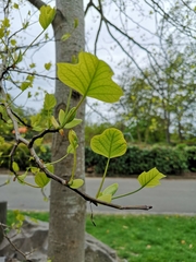 Liriodendron tulipifera