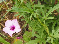 Convolvulus althaeoides althaeoides